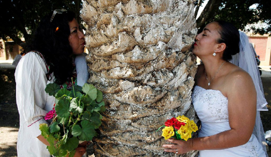 Мексиканки масово се омъжват за дървета с екологична цел така