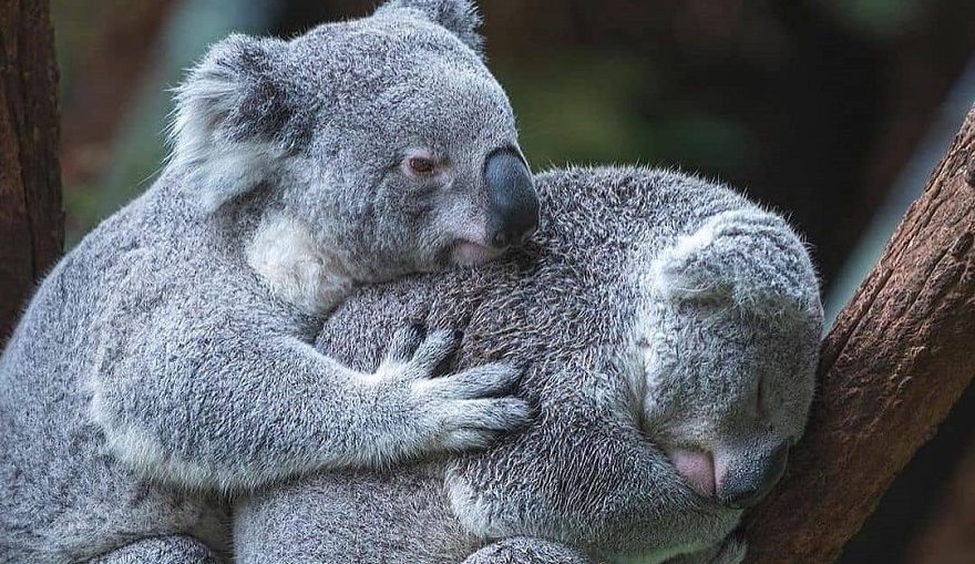 коали-koali-koala